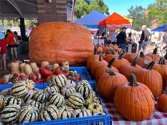 Different pumpkins on display at winter garden farmers market