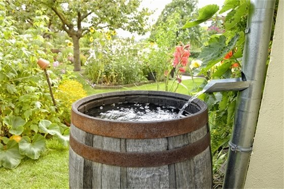 Rainwater Barrel