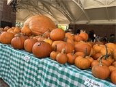 Large Pumpkins on a Table