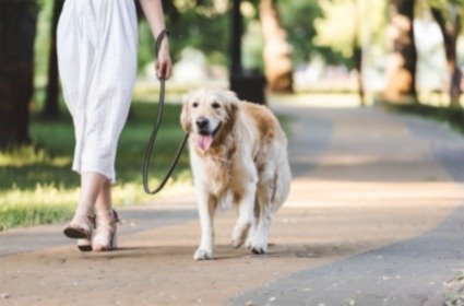 Woman walking Golden Retriever