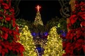 Christmas Decorations in Downtown Winter Garden