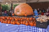 Pumpkins at Farmers Market